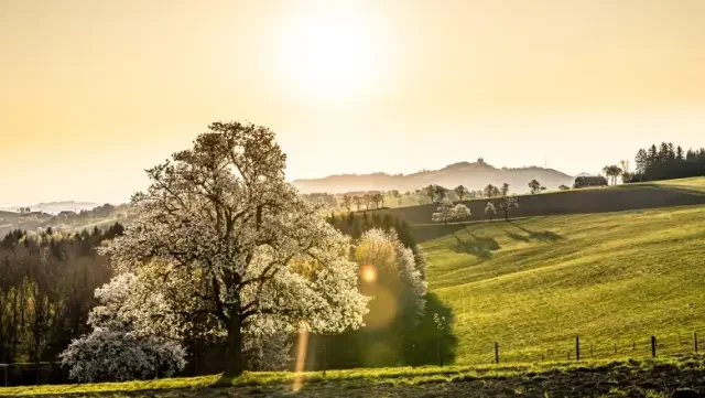 Blühende Birnbäume in grüner, hügeliger Region bei Sonnenuntergang