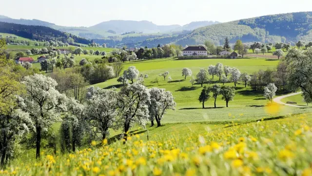 Grüne Wiesen und Hänge mit blühenden Bäumen und gelben Blumen, am Horizont eine Gebirgskette