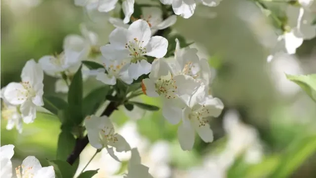Großaufnahme von Birnbaumblüten an einem Zweig, weiß blühend