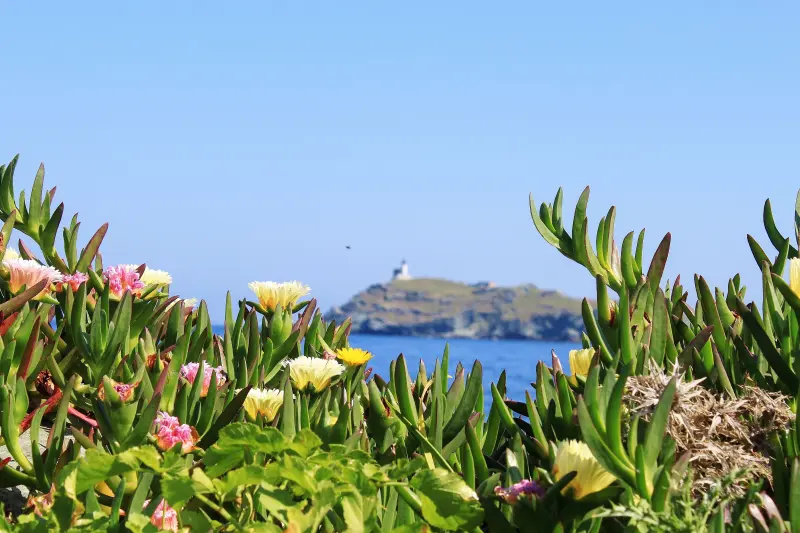 Blühende gelbe Mittagsblumen, im Hintergrund das blaue Meer, am Horizont eine Insel mit einem Leuchtturm