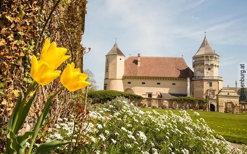 Renaissanceschloss Rosenburg mit 3 gelben Tulpen im Vordergrund und blauem Himmel im Hintergrund