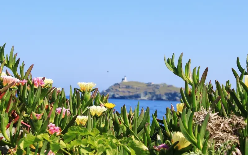 Blühende gelbe Mittagsblumen, im Hintergrund das blaue Meer, am Horizont eine Insel mit einem Leuchtturm